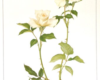 ROSES, Beautiful Vintage Floral Print, 10.25” x 13.25”, illustration by Marilena Pistoia, Unframed Art, Unframed Book Print