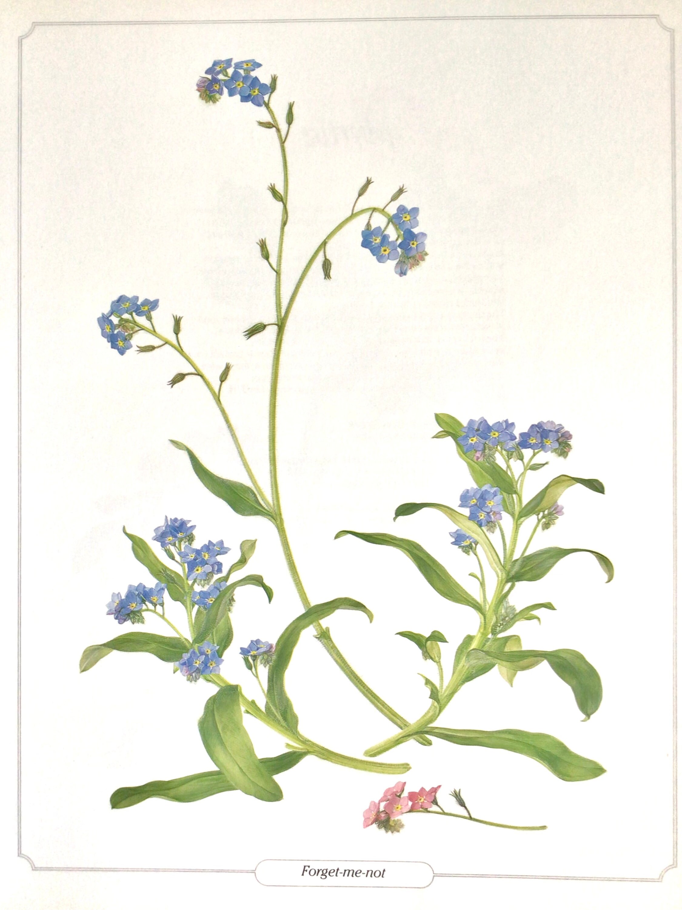 □Blue flower□Juliane Marie□額装３４×２８◇陶板画◇ □Blue flower□Juliane Marie□額装34×28◇陶板画◇