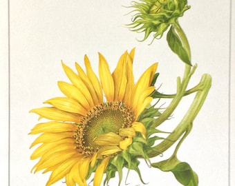 SUNFLOWER, Beautiful Vintage Floral Print, 10.25” x 13.25”, illustration by Marilena Pistoia, Unframed Art, Unframed Book Print