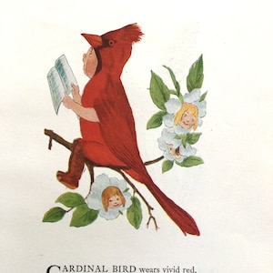 Bird Children, Cardinal/Magpie, 2-Sided Vintage Bookprints for Framing by Elizabeth Gordon, 1912