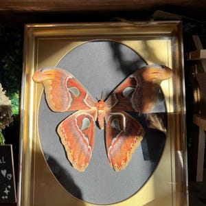 May include: A framed Atlas moth specimen. The moth has large, orange and brown wings with intricate patterns and a wingspan of approximately 25 cm. The moth is mounted on a black background within a gold-coloured frame, creating a decorative display.