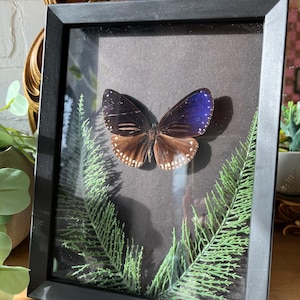 May include: A framed butterfly display. The butterfly has brown and blue wings with white spots. The black frame surrounds the butterfly and green fern-like leaves. The background is a dark gray color.