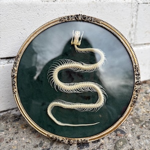 May include: A snake skeleton displayed in a round, ornate gold frame. The cream-coloured skeleton is set against a dark green background. The frame has a decorative edge. The artwork is displayed against a textured white brick wall.