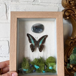 Op de afbeelding: Een ingelijste presentatie met een vlinder met bruine en turquoise vleugels, een grijze steen en groen mos met turquoise en blauwe stenen. De lijst is lichtbruin.