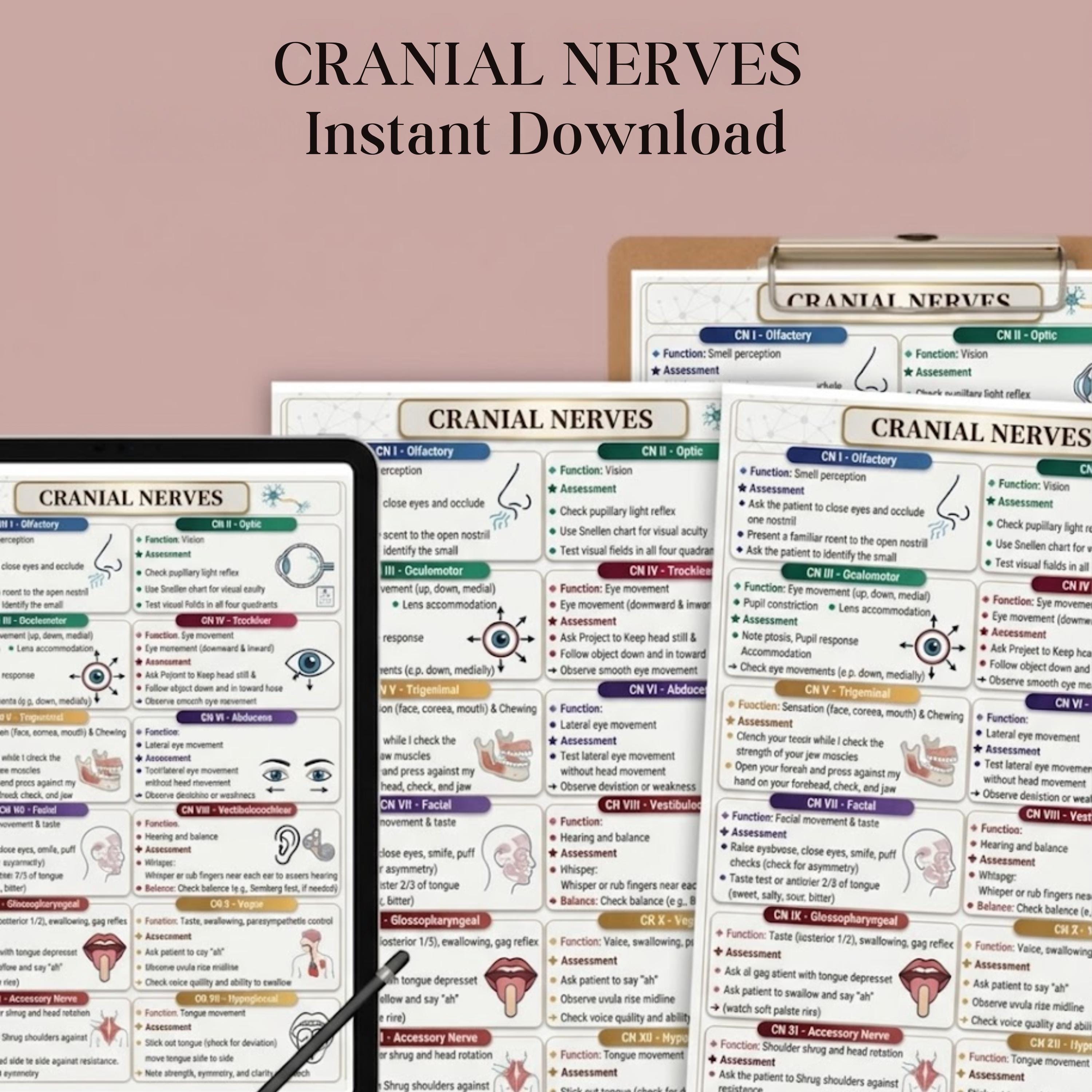 12 Cranial Nerves Chart Printable, Neuro Anatomy Poster, NCLEX Prep ...