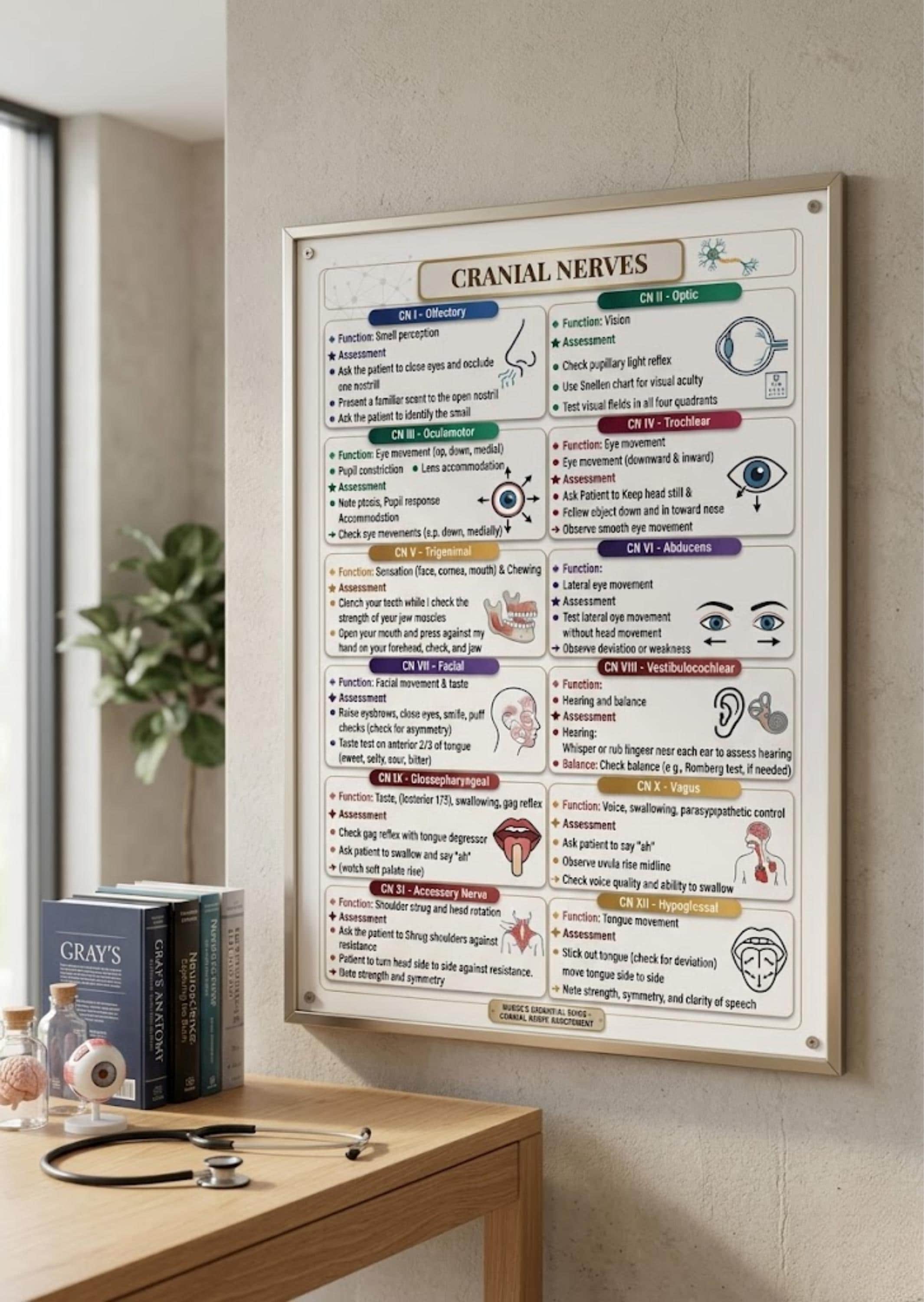 12 Cranial Nerves Chart Printable, Neuro Anatomy Poster, NCLEX Prep ...