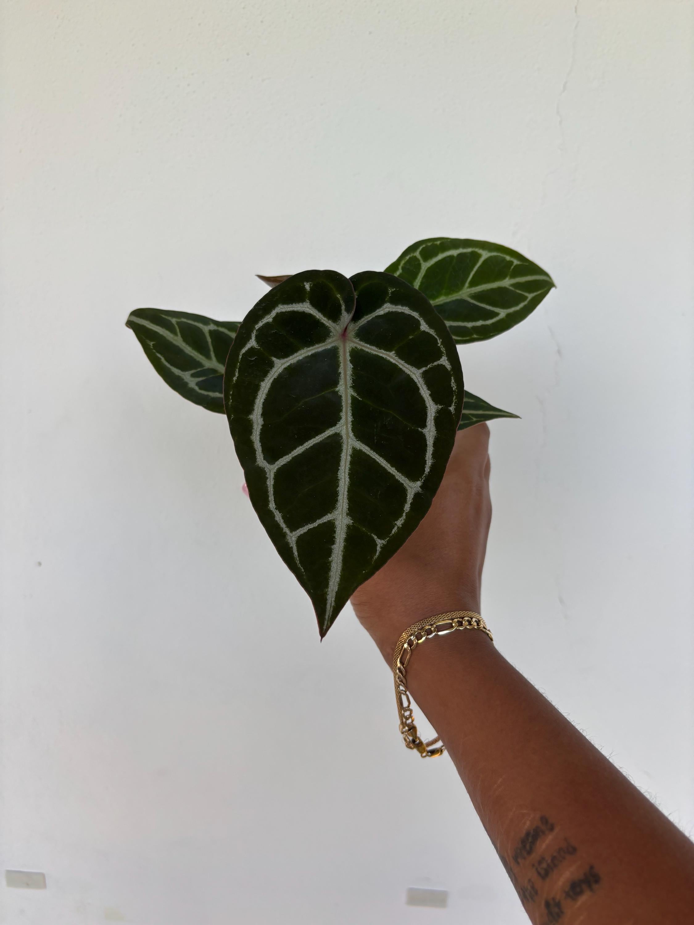 Anthurium RC X Dorayaki X Red Crystallinum 4” - Growers Choice - Etsy