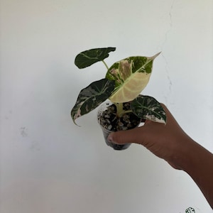 May include: A small Alocasia plant in a clear plastic pot with variegated leaves featuring shades of dark green, cream, and light pink. The plant is potted in a chunky soil mix. The logo Pierre's Plants Let's Grow Together is visible.