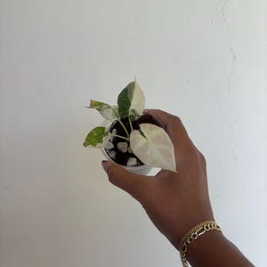 Alocasia Black Velvet Pink 3” - Growers Choice