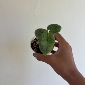 Alocasia Melo Aurea 3” - Growers Choice