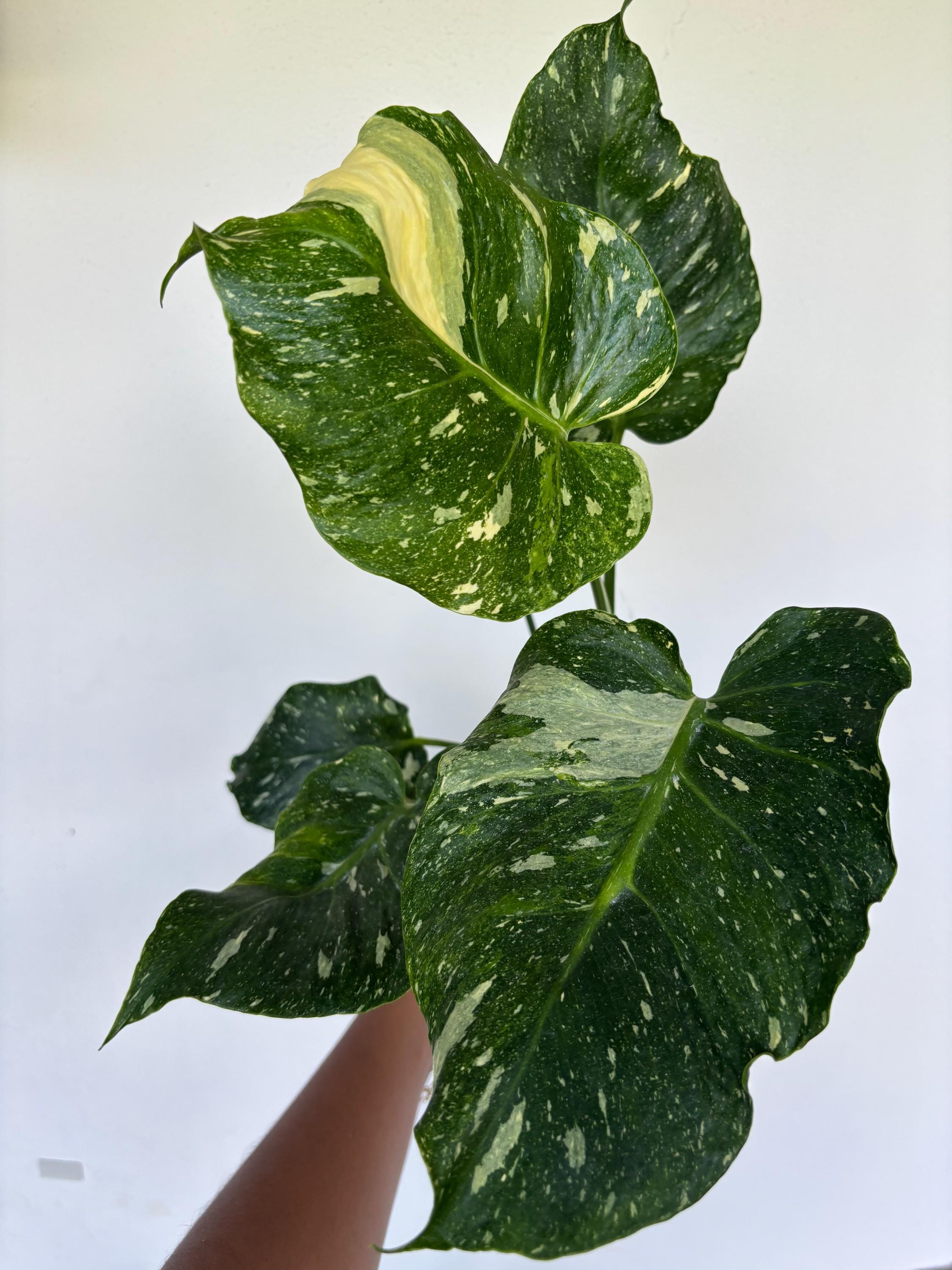 25(C1)Monstera mutation tricolor / モンステラ・ミューテーション