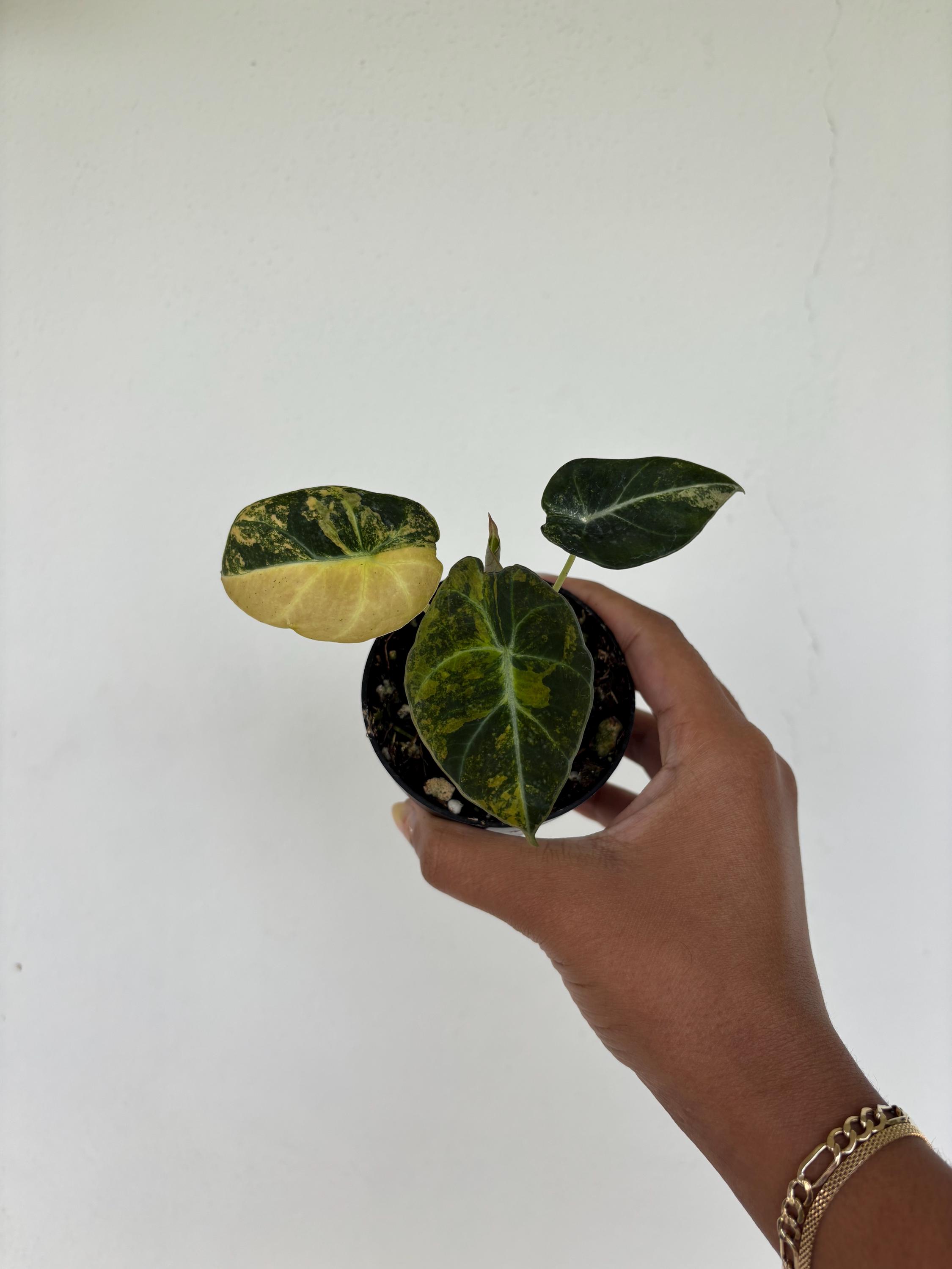 Alocasia Black Velvet Gold Variegated 3" - Growers Choice