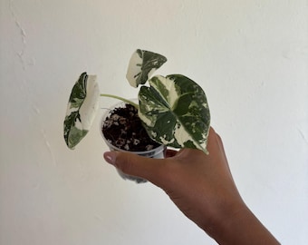 Alocasia Maharani Albo 3” - Growers Choice