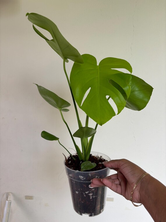 Monstera Lemon Lime 5 - Growers Choice - Etsy
