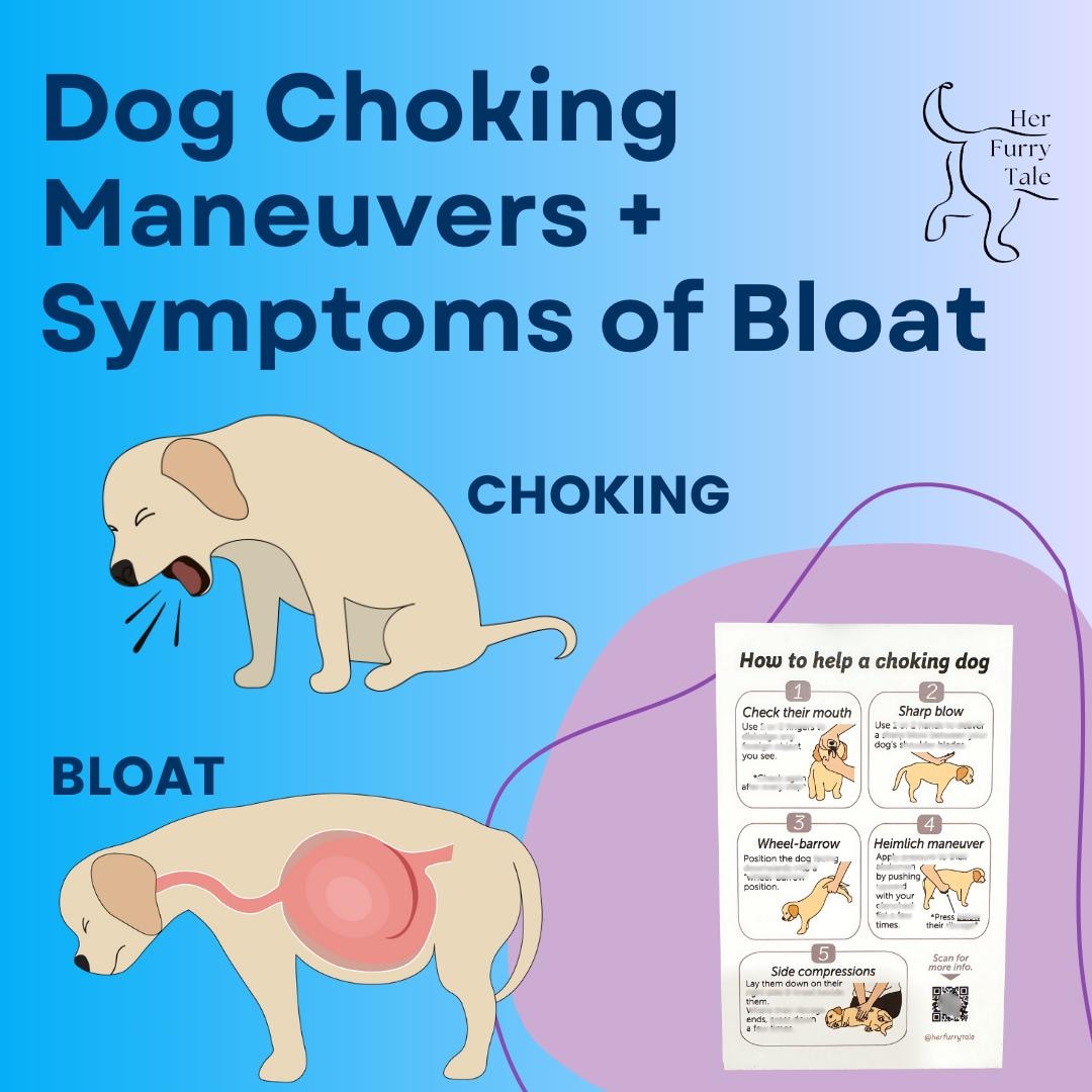 Picture of Dog Choking & Bloat First Aid Magnet: Safety Guide - Etsy