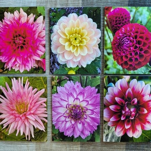 This beautiful set of 6 Dahlia flower notecards features beautiful blossoms from my own flower garden. Each notecard features a beautiful flower on both the front and back of the card. The inside is blank so the card can be used for any occasion.