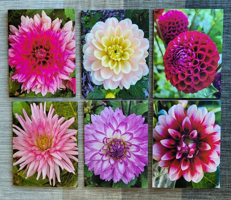 This beautiful set of 6 Dahlia flower notecards features beautiful blossoms from my own flower garden. Each notecard features a beautiful flower on both the front and back of the card. The inside is blank so the card can be used for any occasion.
