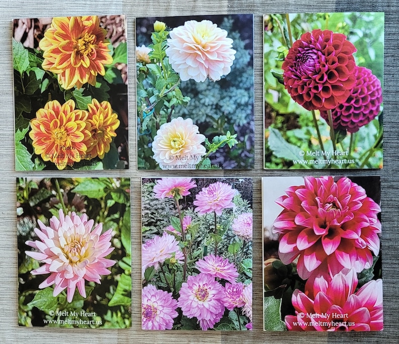 Dahlia Flowers Notecards Set of 6 image 2