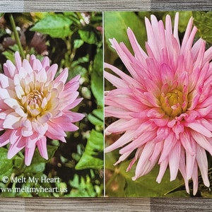 Dahlia Flowers Notecards Set of 6 image 6