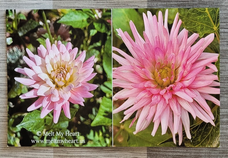 Dahlia Flowers Notecards Set of 6 image 6