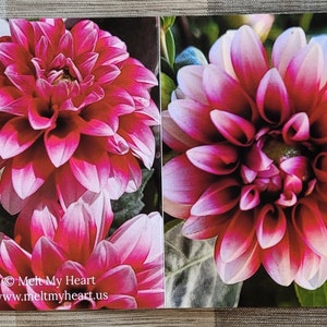 Dahlia Flowers Notecards Set of 6 image 8