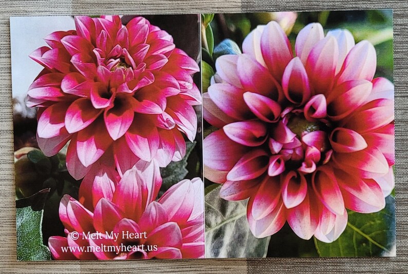 Dahlia Flowers Notecards Set of 6 image 8