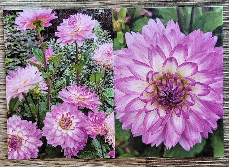 Dahlia Flowers Notecards Set of 6 image 7