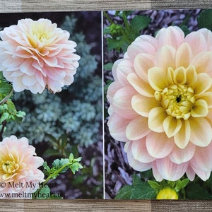 Dahlia Flowers Notecards Set of 6 image 4