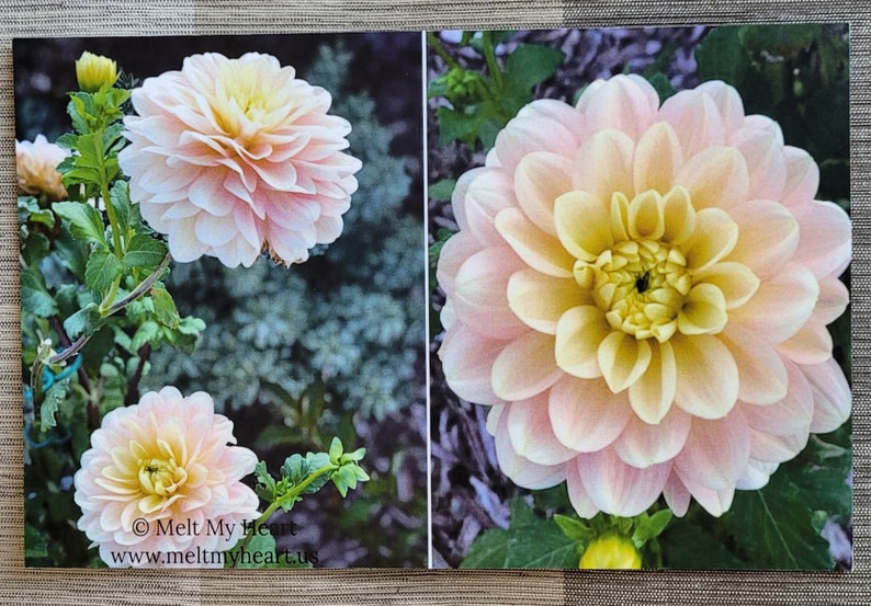 Dahlia Flowers Notecards Set of 6 image 4