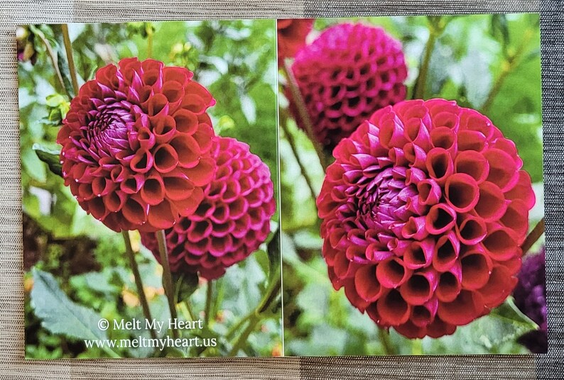 Dahlia Flowers Notecards Set of 6 image 5