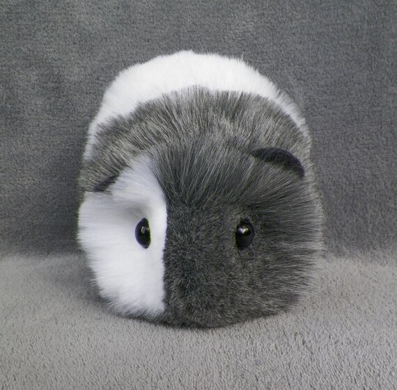 grey and white guinea pig