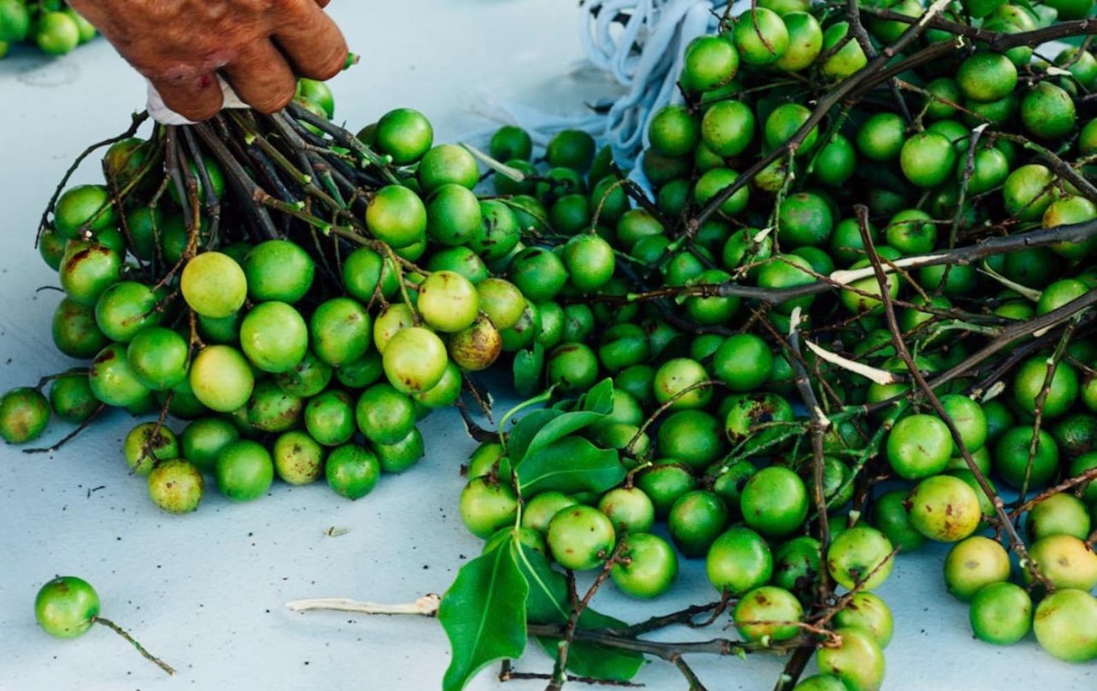 Big Spanish Lime/ Genip/ Mamoncillo melicoccus Bijugatus Live Fruit ...