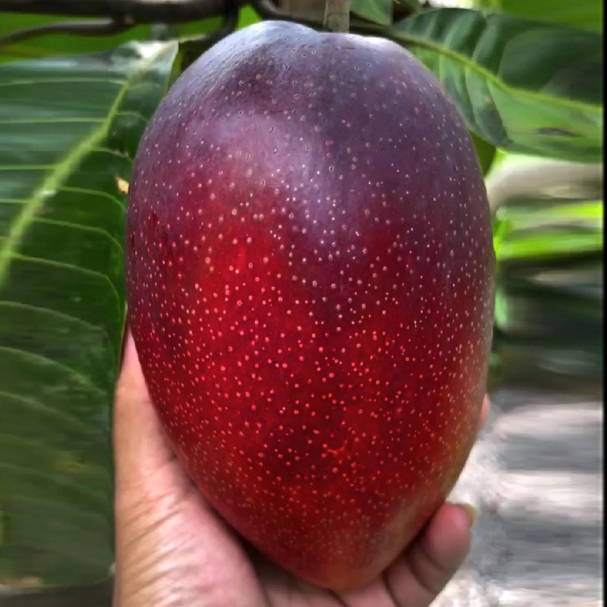 Zone 6 Fruit Trees - Etsy Zone 6 Fruit Trees - Etsy