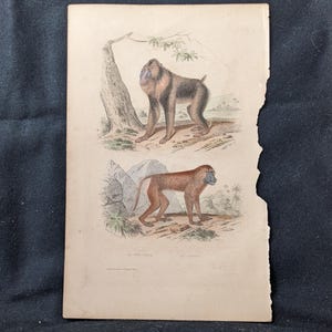 Könnte beinhalten: Ein antiker Druck mit zwei Pavianen. Der obere Pavian ist schwarz und braun und steht auf einem Felsen. Der untere Pavian ist braun und steht auf einem Felsen mit grünen Pflanzen. Der Druck ist mit "Le Mandrill" und "Le Papion" betitelt.