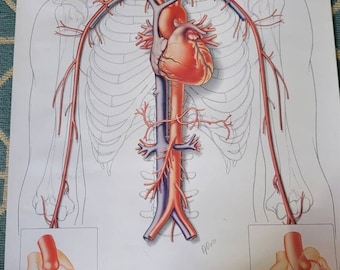 Vintage Reed & Carnrick Circulatory System Medical Poster Illistrator Signed 83