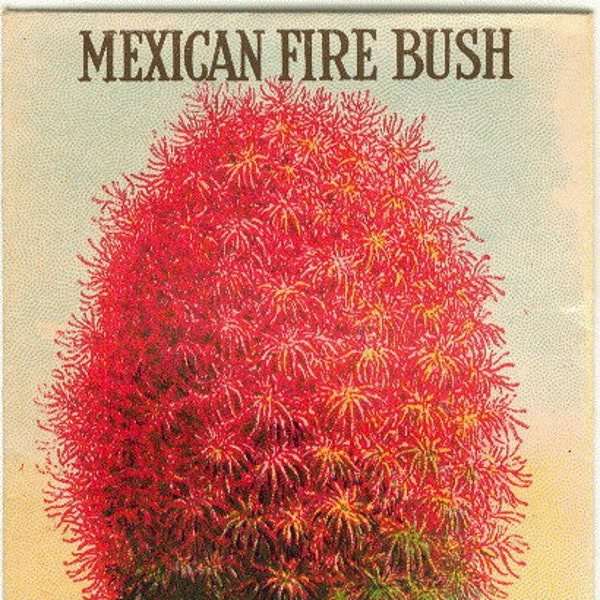 MEXICAN FIRE BUSH Vintage flower seed packet. Lithograph print. Tuckers Seed House *No Seeds*