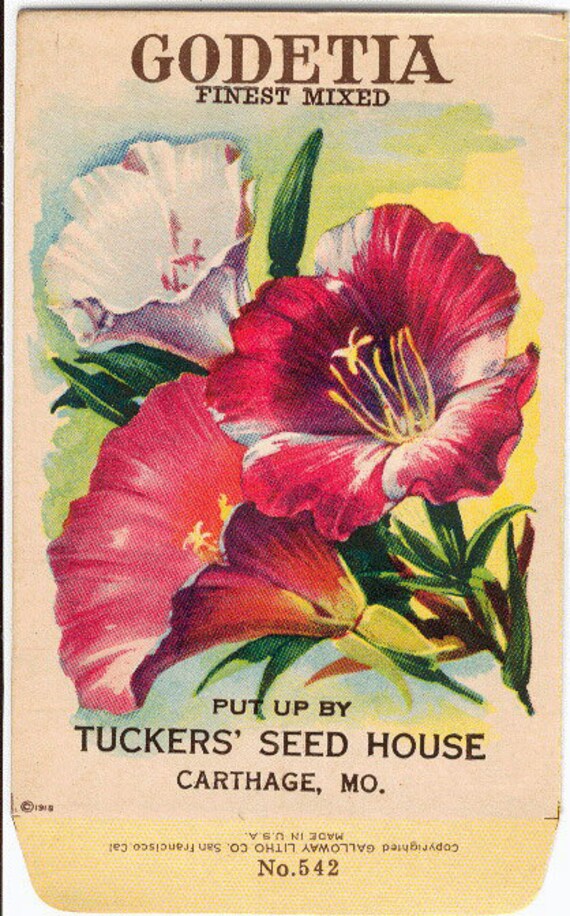 GODETIA Vintage flower seed packet. Lithograph print