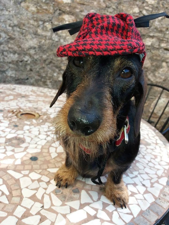 Dog tweed cap new arrivals