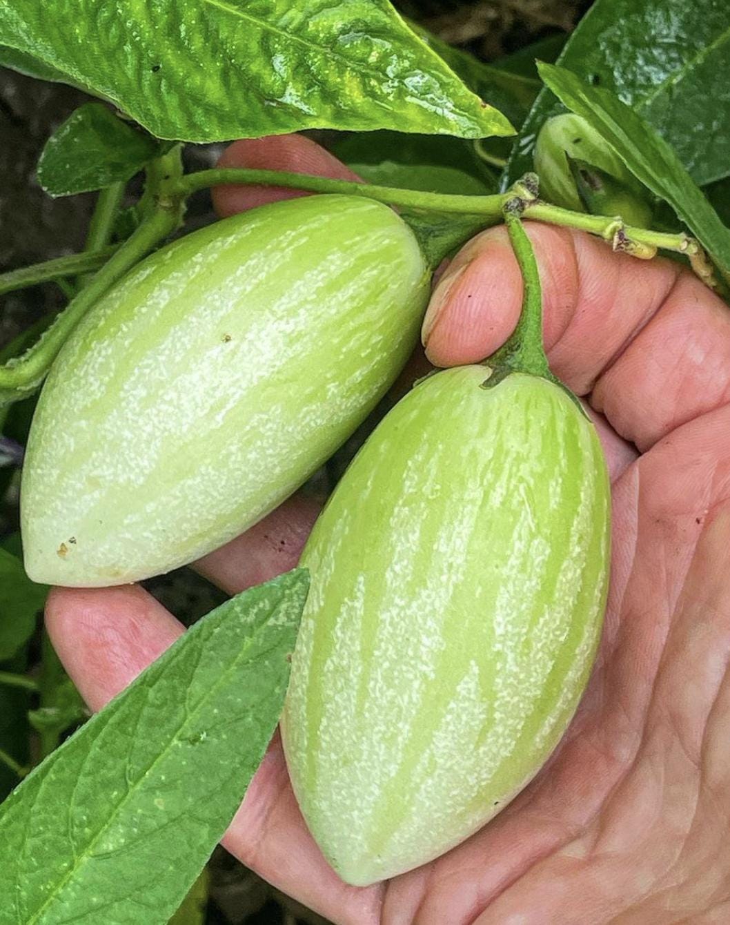 Graines De Poire Melon Pépino à Semer | Les Graines Bocquet - Foto 6