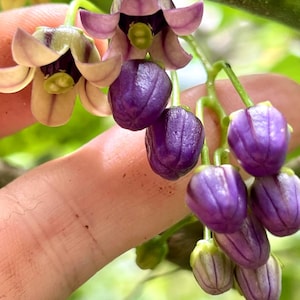 4 Cuttings of RARE Guava Tamarillo - Solanum diploconos