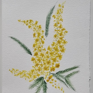 Mimosa