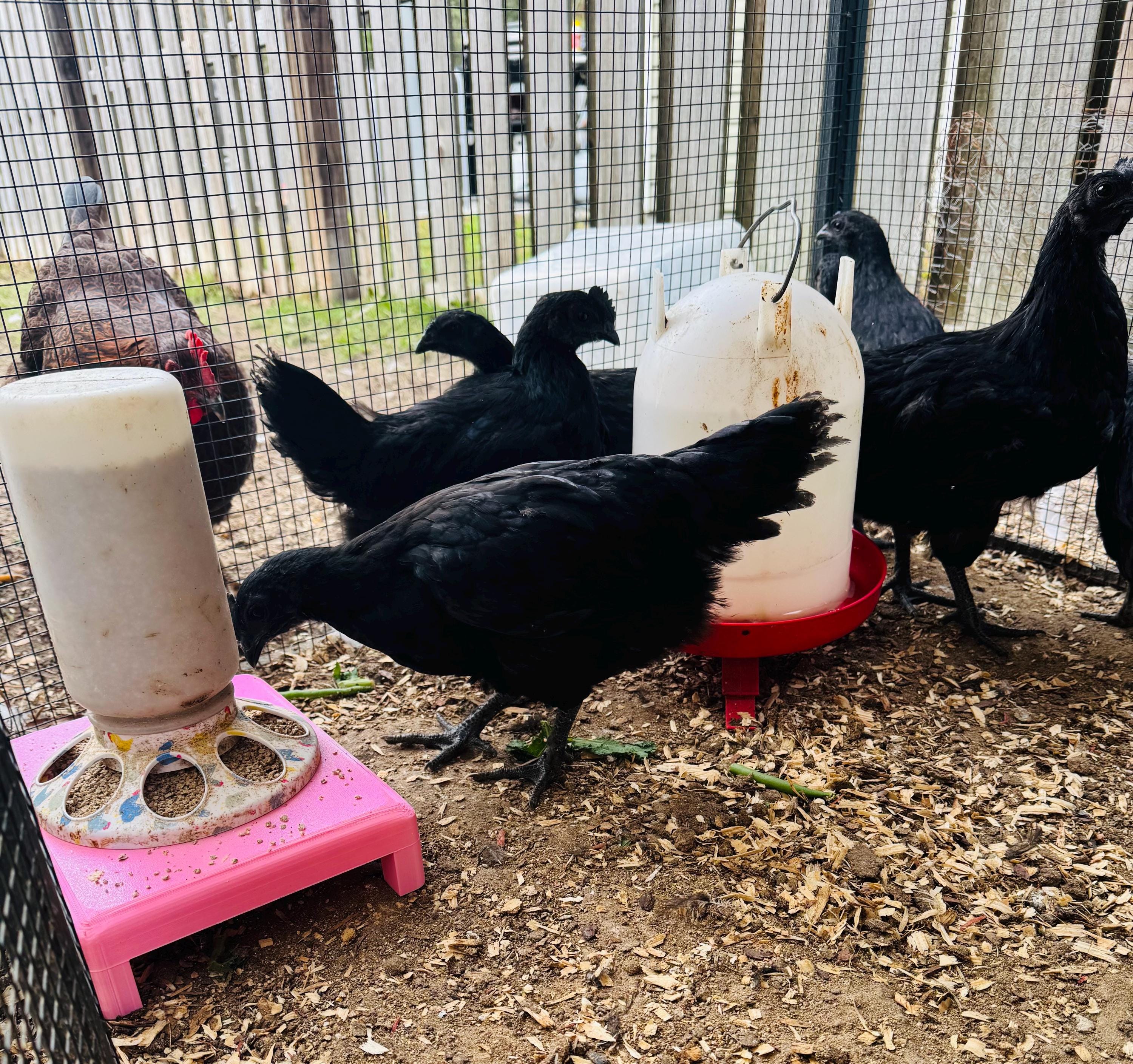 Chick stand for feeder and waterer