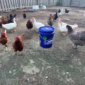 May include: A group of chickens and ducks in a muddy outdoor enclosure. A blue bucket with the Lowe's logo is in the center. The birds are various colors, including brown, white, and gray.