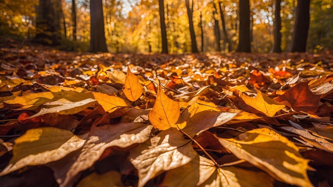 Leaves Image Set - 01 - Etsy