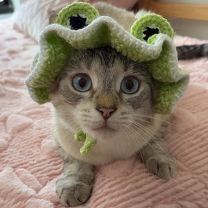 May include: A cat with pale fur and blue eyes wearing a handmade green and white crochet frog hat. The hat has large, round eyes and a green tie. The cat is lying on a pink, textured surface, possibly a blanket or bedspread.