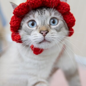 May include: A light-colored cat with blue eyes wearing a bright red crocheted hat and a matching collar. The cat is looking directly at the camera, with its whiskers visible. The background is a soft, neutral color.
