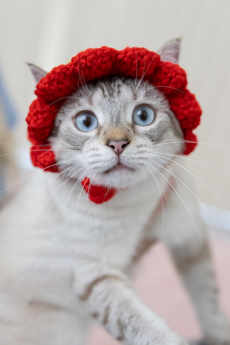 May include: A light-colored cat with blue eyes wearing a bright red crocheted hat and a matching collar. The cat is looking directly at the camera, with its whiskers visible. The background is a soft, neutral color.