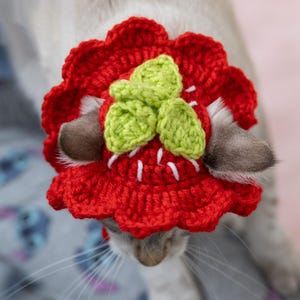 May include: A red crocheted strawberry hat with green leaves and white stitching, worn by a cat. The hat is a playful accessory, adding a touch of whimsy. The cat's ears peek out from the sides of the hat.