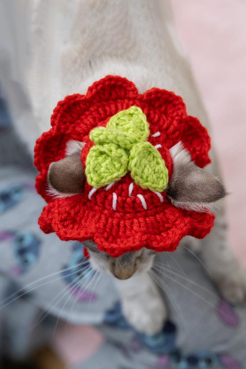 May include: A red crocheted strawberry hat with green leaves and white stitching, worn by a cat. The hat is a playful accessory, adding a touch of whimsy. The cat's ears peek out from the sides of the hat.