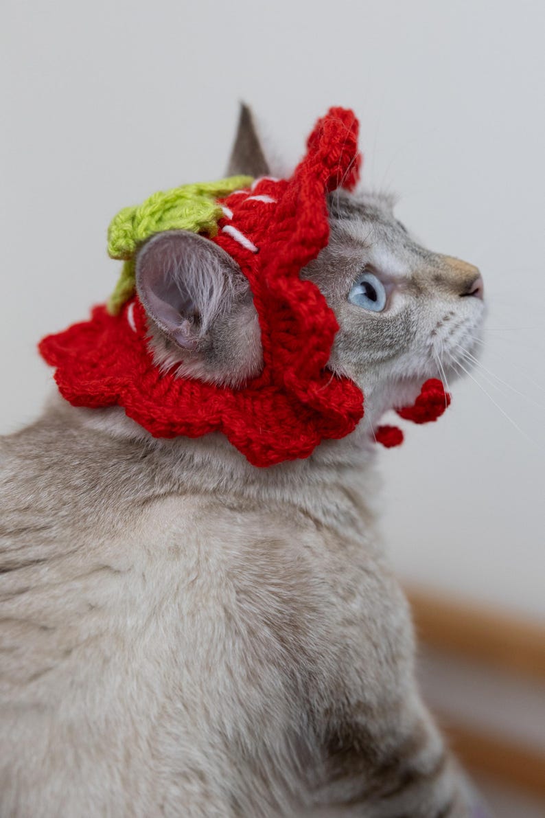 May include: A gray cat with blue eyes wearing a handmade red and green crocheted headpiece. The headpiece has a scalloped edge and white accents. The cat is looking up and to the right.